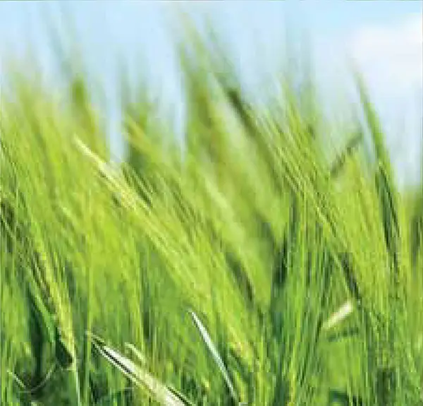 Environment, Agriculture, APEDA accredited