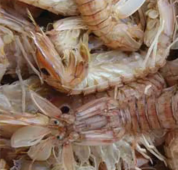 Fisheries, MPEDA accredited